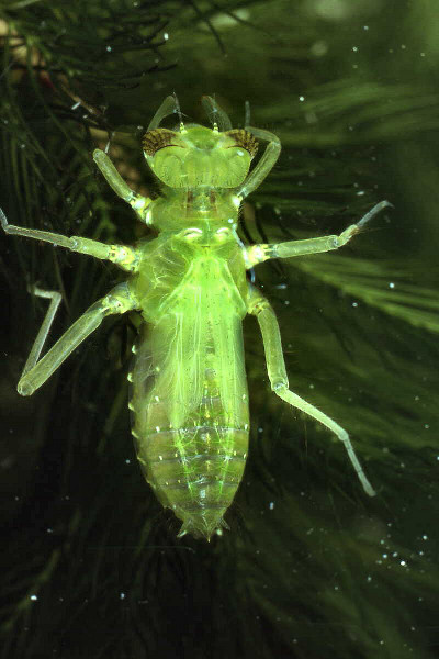 Dragonfly nymph with stocky abdomen and lacking 'tails'. Dragonfly nymph with stocky abdomen and lacking 'tails'. Credit: Sally Ray